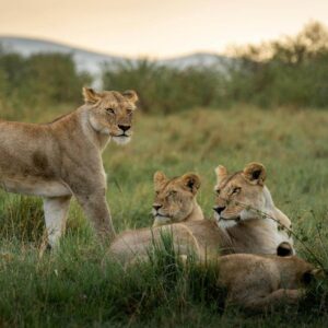 Masai Mara Wildlife Safari (3-Day)