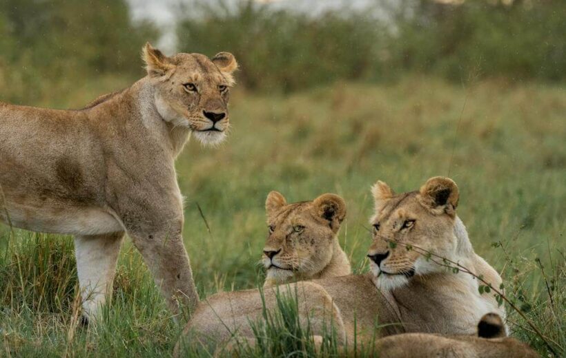 Masai Mara Wildlife Safari (3-Day)