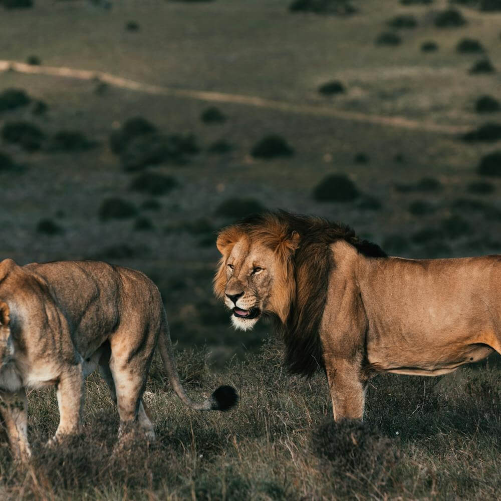 Maasa Mara