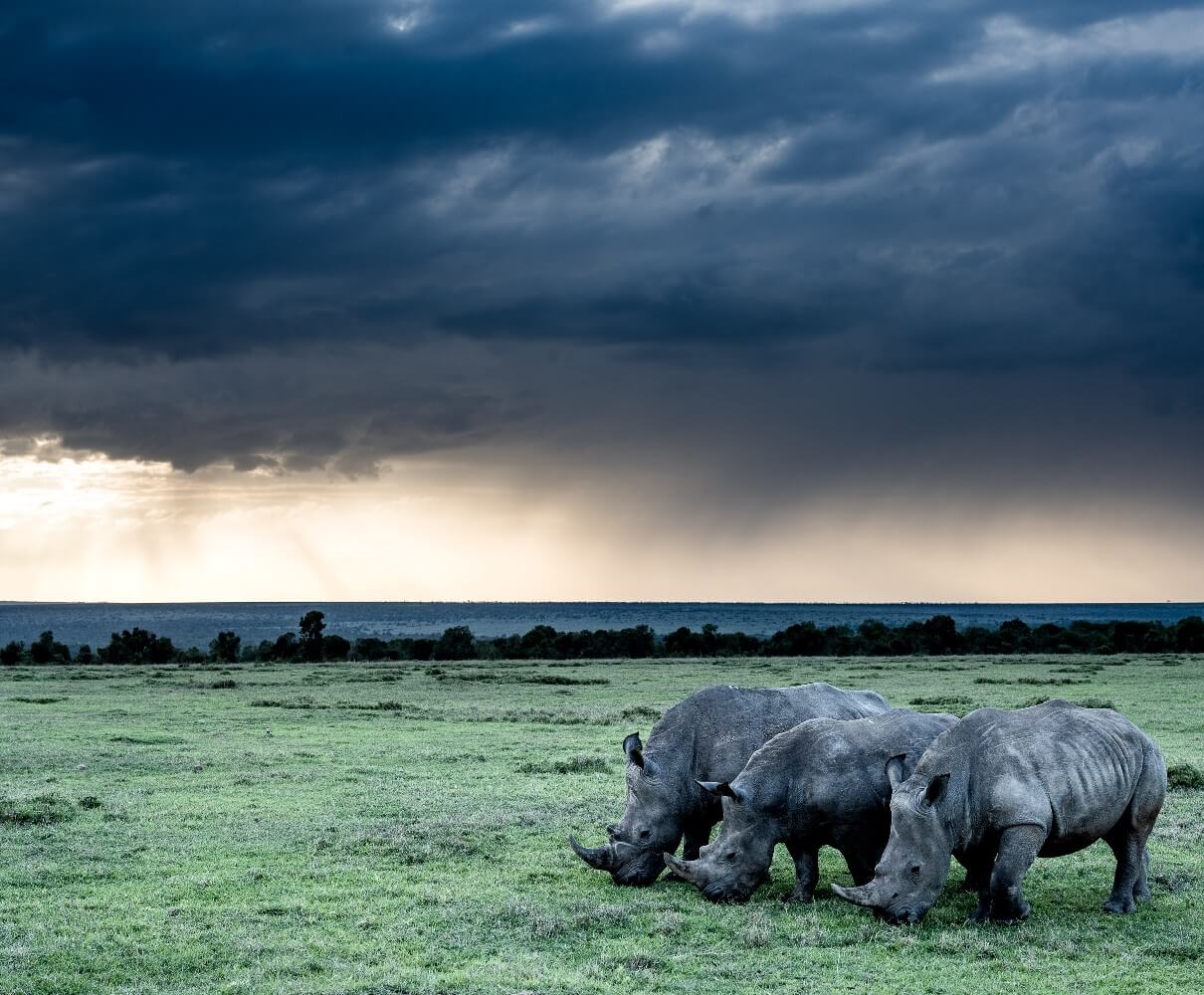 Nanyuki & Ol Pejeta