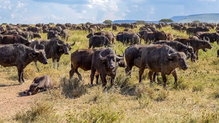 Maasa Mara