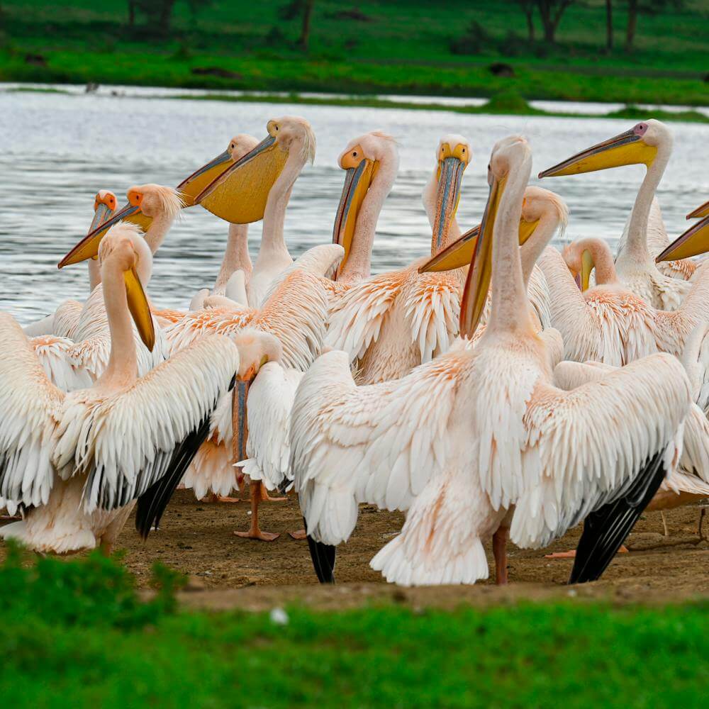 Nakuru & Naivasha