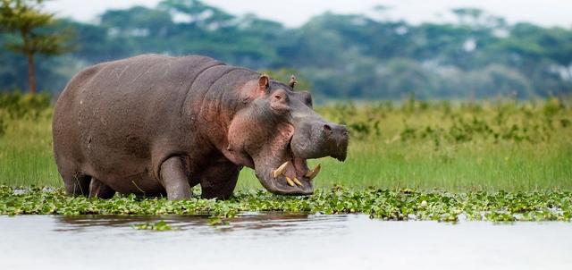 The Lake Baringo experience offers a mix of natural beauty, bird watching, cultural encounters, and adventure.