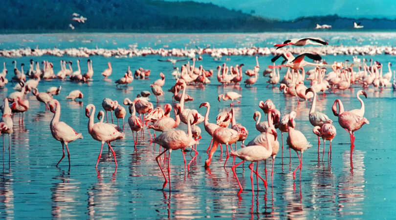 Lake Baringo Experience